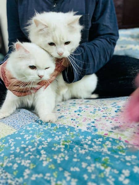Persian Pair Cats 8