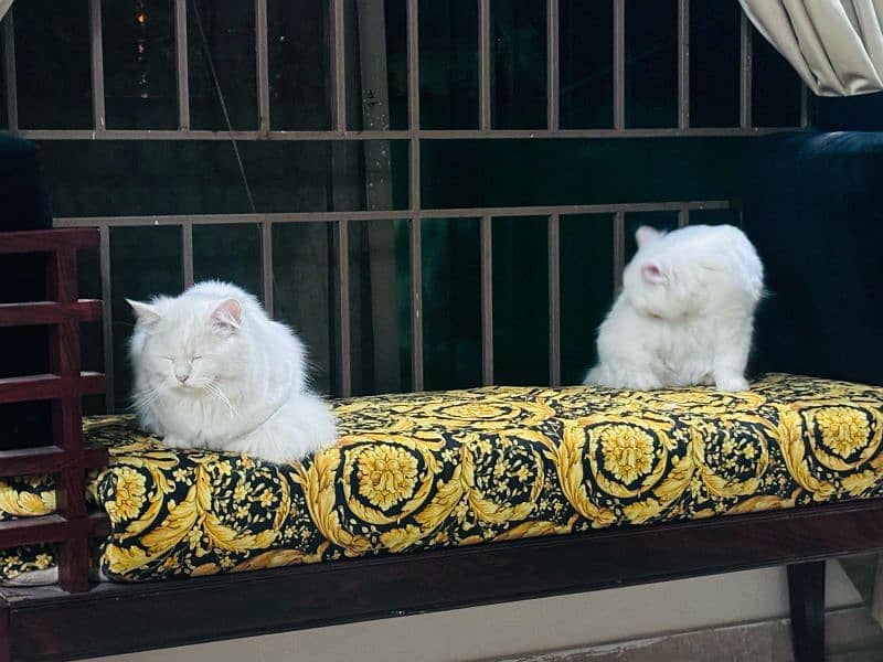 Persian Pair Cats 9