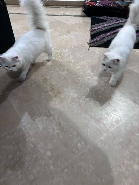 Persian Pair Cats 10