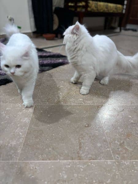 Persian Pair Cats 11