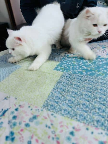 Persian Pair Cats 12