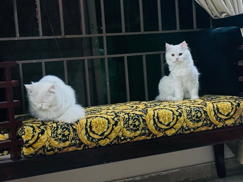 Persian Pair Cats 13