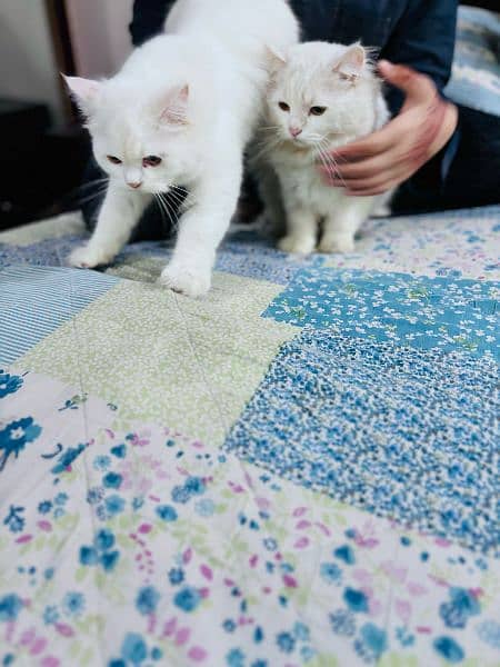 Persian Pair Cats 14
