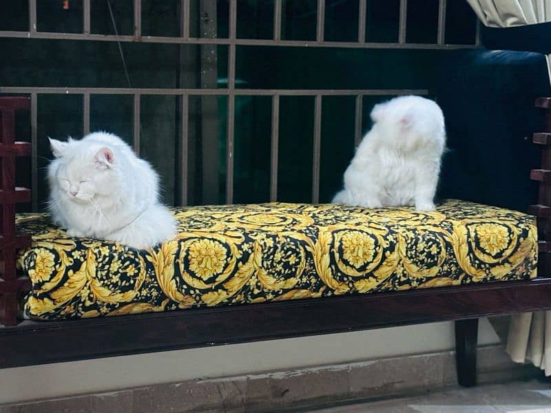 Persian Pair Cats 15