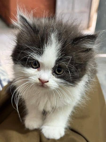 Cute Persian Cat | Punch Face Kitty | Grey Eyes 8