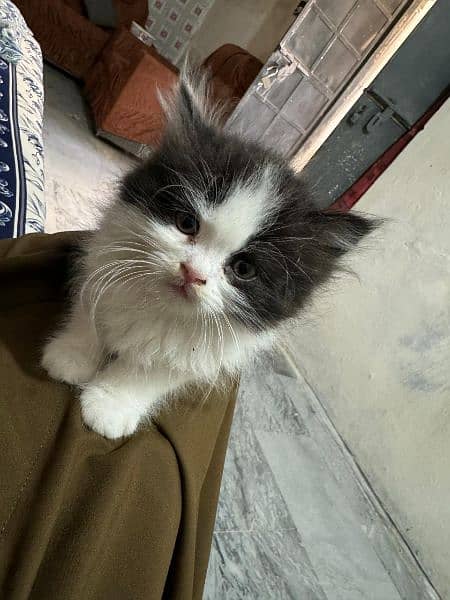 Cute Persian Cat | Punch Face Kitty | Grey Eyes 9