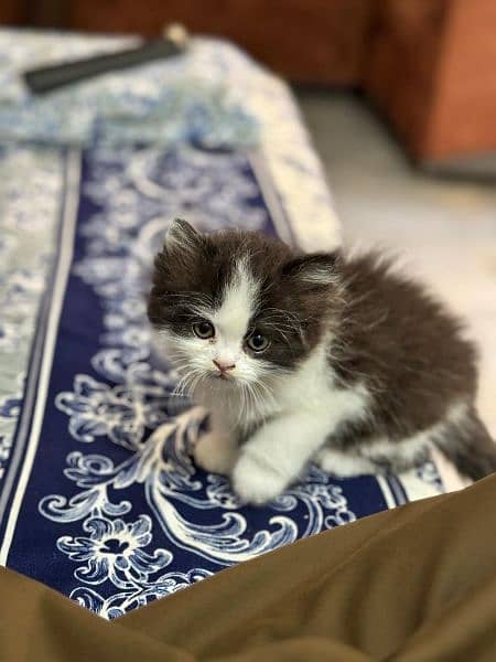 Cute Persian Cat | Punch Face Kitty | Grey Eyes 10
