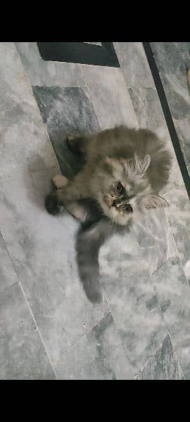 Persian kittens 2