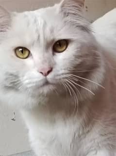 Persian cat white colour