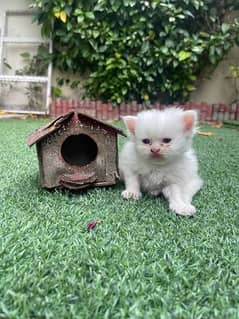 Persian blue eyes kitten