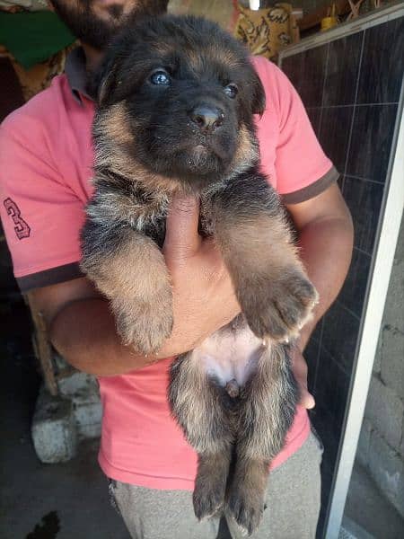 gsd long nonped female pup for sale healthy pup 1