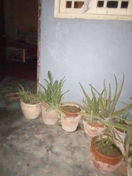 alovera plant with ghamla 2