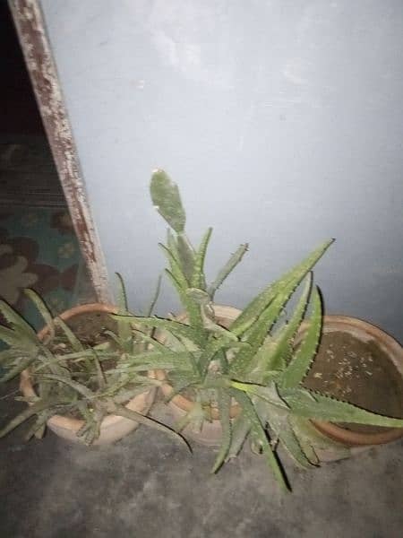 alovera plant with ghamla 4