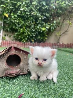 Persian blue eyes 20 days old kitten