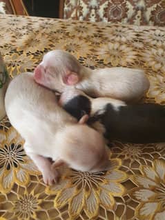 Shihtzu Male female puppies