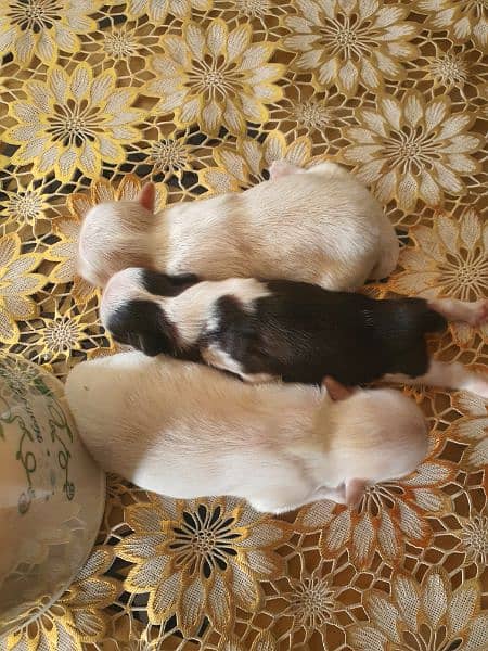 Shihtzu Male female puppies 3