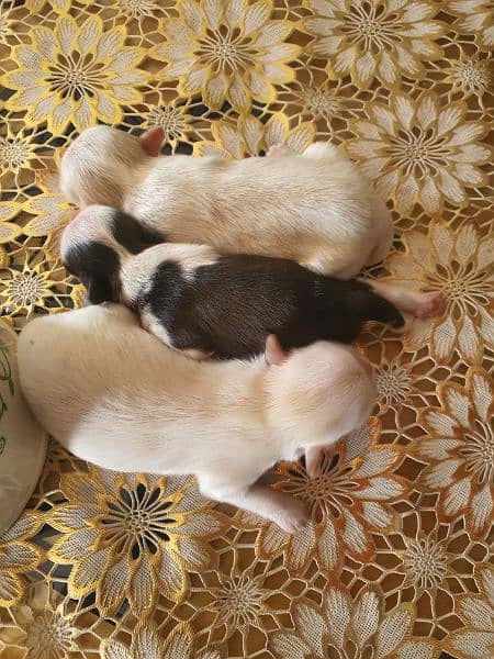 Shihtzu Male female puppies 4