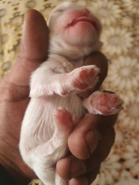 Shihtzu Male female puppies 7