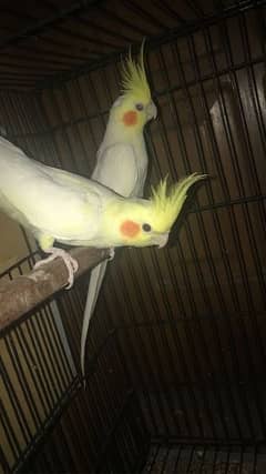 common white red eyes cocktail breeder pair