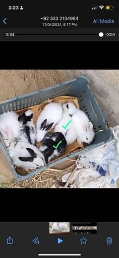 Fancy Rabbits Bunnies with Black eyes shade  for Sale