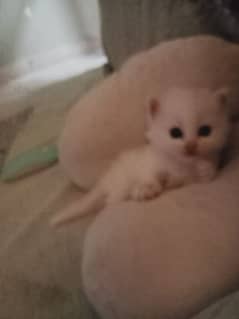 pure Persian triple coated kitten very cute and play full