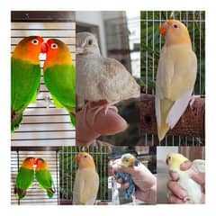 Lovebirds Breeder pairs and Pied doves babies Available