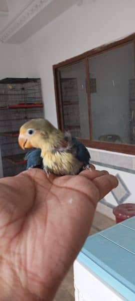 Lovebirds Breeder pairs and Pied doves babies Available 2