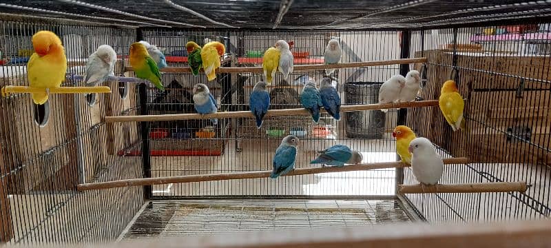 Lovebirds Breeder pairs and Pied doves babies Available 3