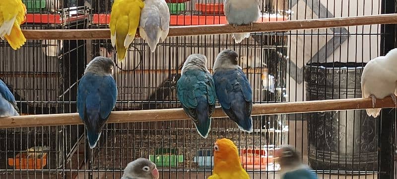 Lovebirds Breeder pairs and Pied doves babies Available 4