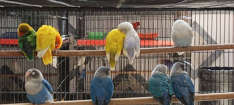 Lovebirds Breeder pairs and Pied doves babies Available 5