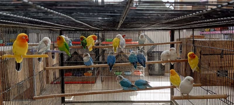 Lovebirds Breeder pairs and Pied doves babies Available 6