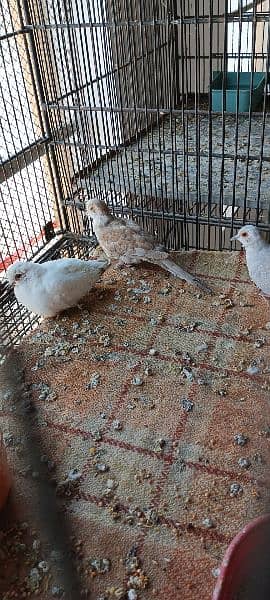 Lovebirds Breeder pairs and Pied doves babies Available 7