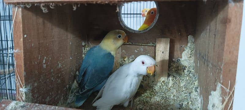 Lovebirds Breeder pairs and Pied doves babies Available 8
