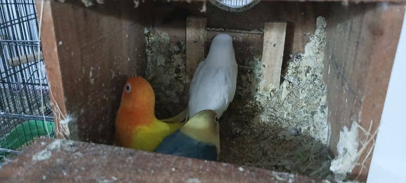 Lovebirds Breeder pairs and Pied doves babies Available 9