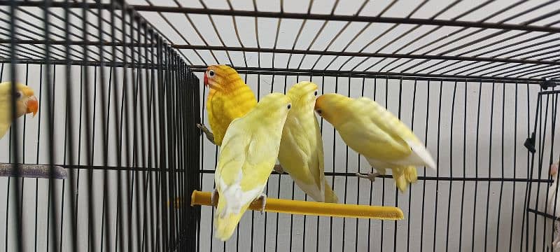 Lovebirds Breeder pairs and Pied doves babies Available 10