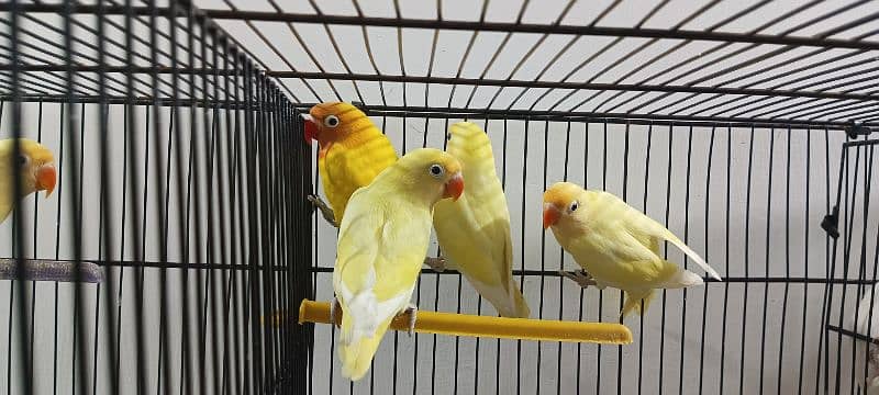 Lovebirds Breeder pairs and Pied doves babies Available 11