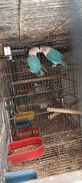 Lovebirds Breeder pairs and Pied doves babies Available 12
