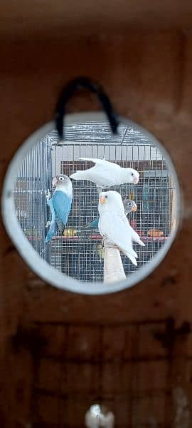 Lovebirds Breeder pairs and Pied doves babies Available 13