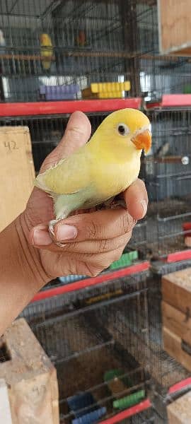 Lovebirds Breeder pairs and Pied doves babies Available 14