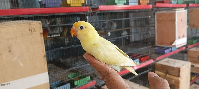 Lovebirds Breeder pairs and Pied doves babies Available 15