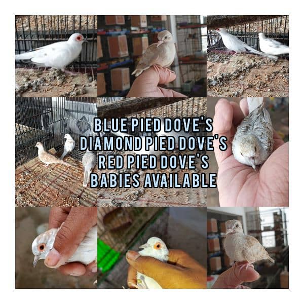 Lovebirds Breeder pairs and Pied doves babies Available 16