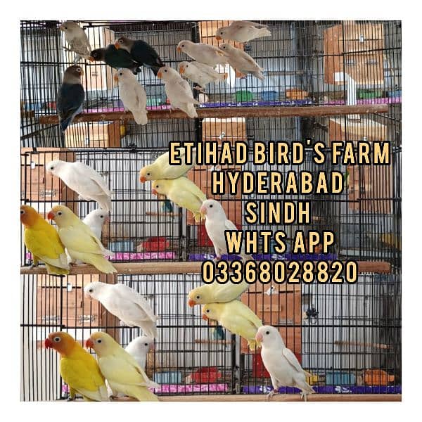 Lovebirds Breeder pairs and Pied doves babies Available 17