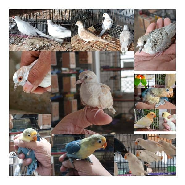 Lovebirds Breeder pairs and Pied doves babies Available 18
