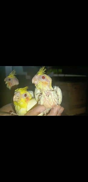 cocktail chicks 2
