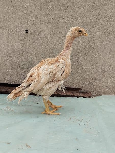 Aseel Chicks Available 3