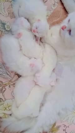 white Persian kittens available 35 days old 0