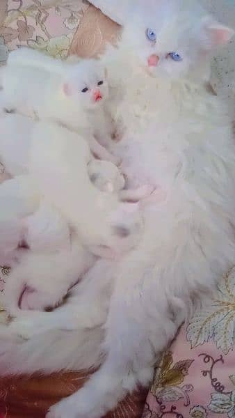 white Persian kittens available 35 days old 2