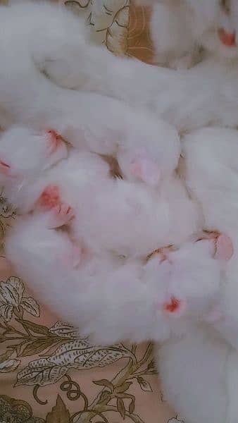 white Persian kittens available 35 days old 5