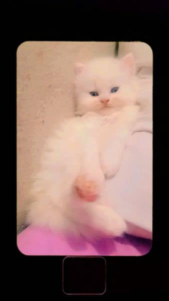 white Persian kittens available 35 days old 6