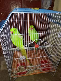 budgies or ring nack ky pair for sale 0